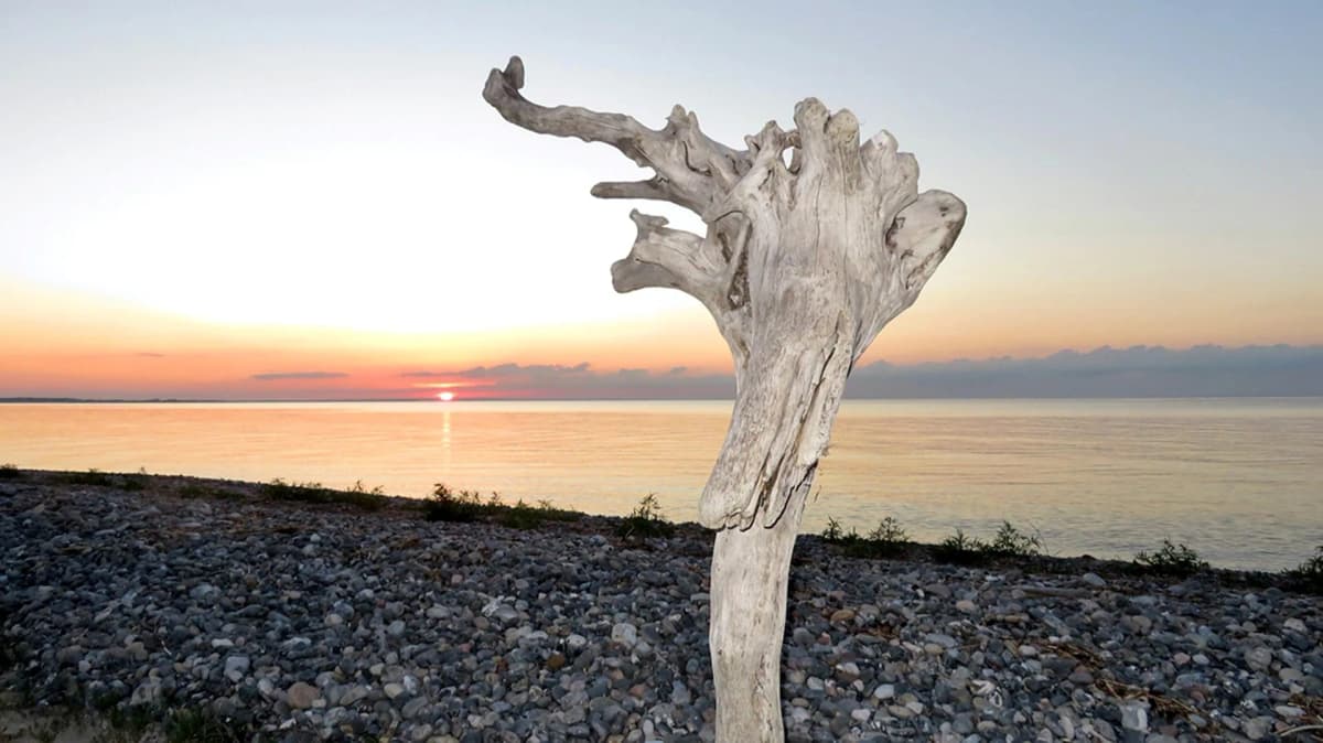 Treibholz-Skulptur am Strand — Christof Müller